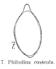 Philodina roseola