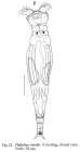 Philodina roseola