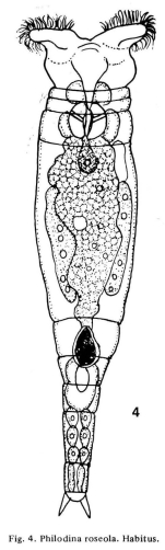 Philodina roseola