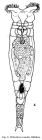 Philodina roseola