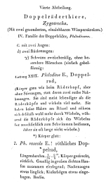 Philodina roseola - Original description image