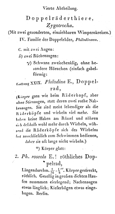 Philodina roseola - Original description image