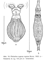 Philodina rugosa