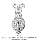 Philodina rugosa