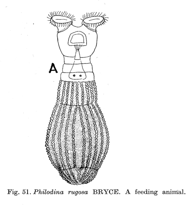 Philodina rugosa Philodina rugosa