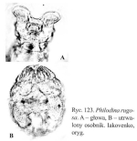 Philodina rugosa