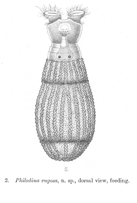 Philodina rugosa - Original description image