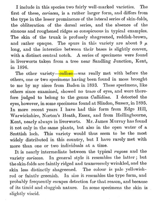 Philodina rugosa callosa - Original description image