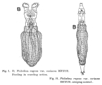 Philodina rugosa coriacea