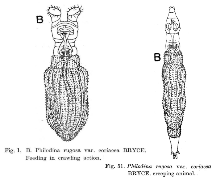 Philodina rugosa coriacea Philodina rugosa coriacea