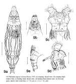 Philodina rugosa coriacea