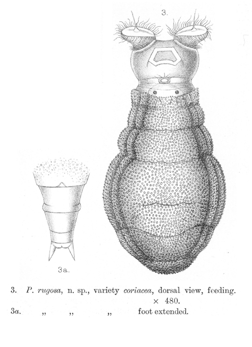 Philodina rugosa coriacea - Original description image