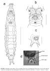 Philodina scabra