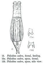 Philodina scabra - Original description image