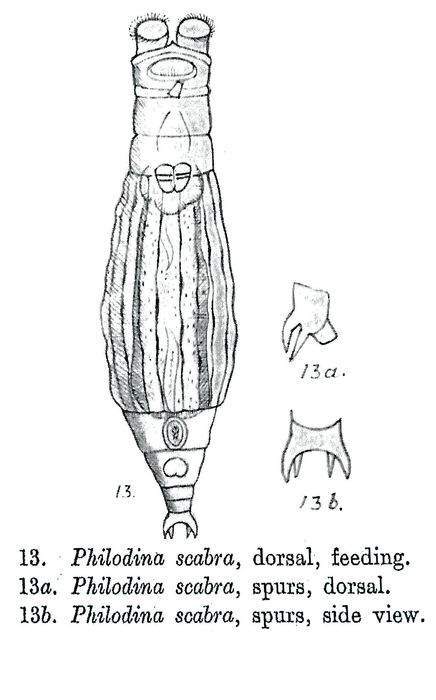 Philodina scabra - Original description image