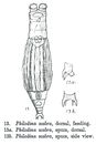 Philodina scabra