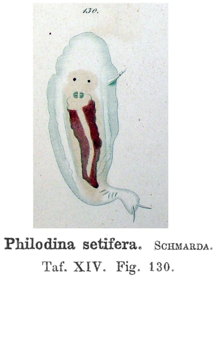 Philodina setifera - Original description image