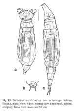 Philodina shackletoni - Original description image