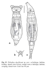 Philodina shackletoni