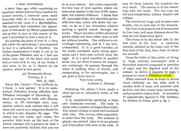 Philodina socialis - Original description image