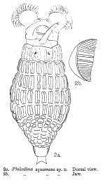 Philodina squamosa - Original description image
