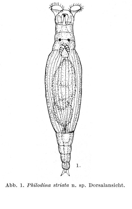 Philodina striata - Original description image