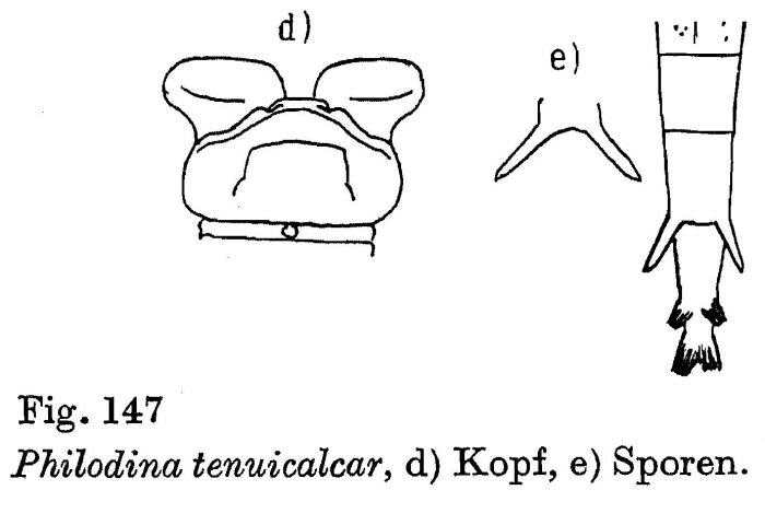 Philodina tenuicalcar Philodina tenuicalcar