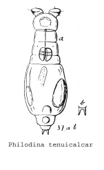 Philodina tenuicalcar - Original description image