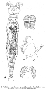 Philodina tranquilla - Original description image