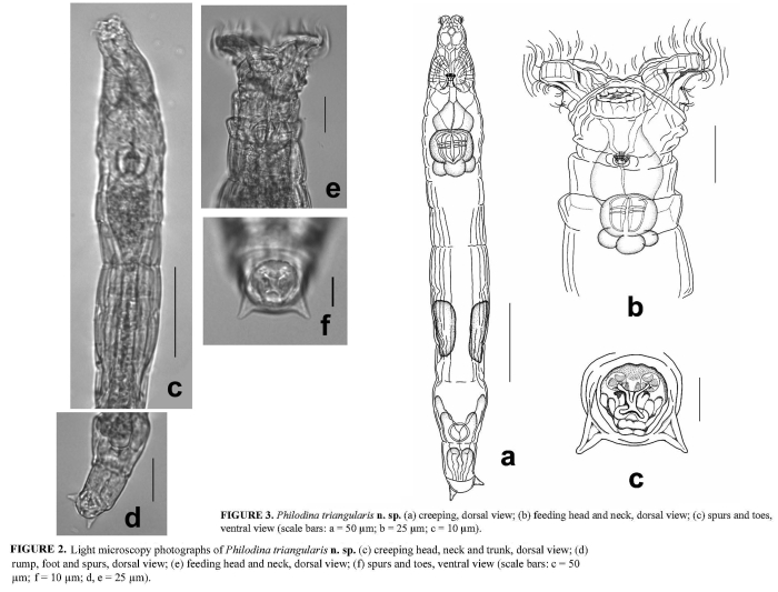 Philodina triangularis