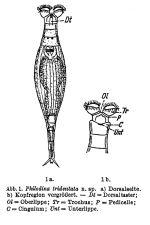 Philodina tridentata
