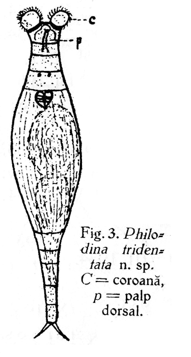 Philodina tridentata - Original description image