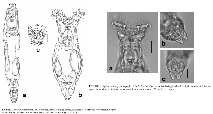 Philodina tumidipes - Original description image