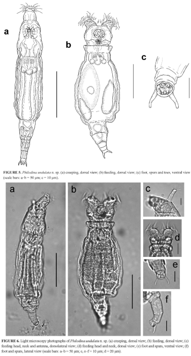Philodina undulata - Original description image