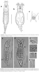 Philodina undulata