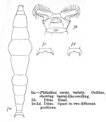 Philodina vorax