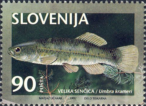 Umbra krameri Umbra krameri