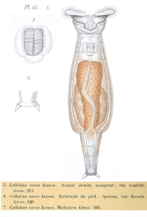 Philodina vorax