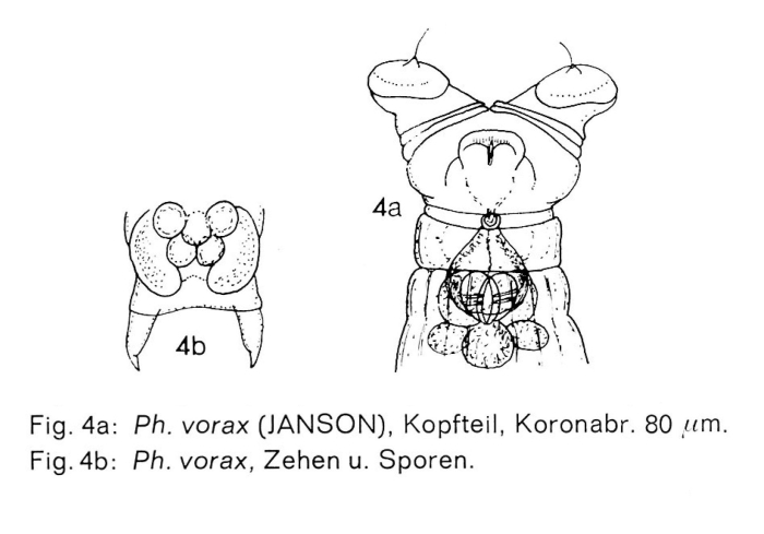 Philodina vorax