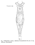Philodina vorax