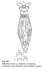 Philodina vorax