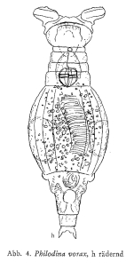 Philodina vorax