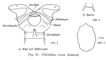 Philodina vorax