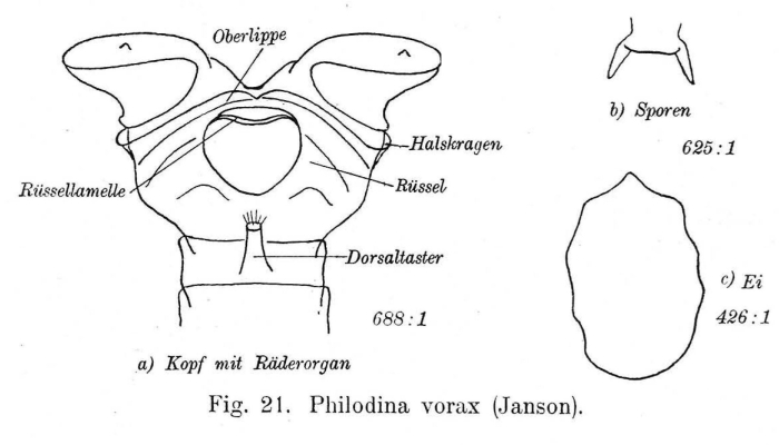 Philodina vorax
