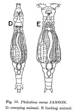 Philodina vorax