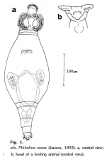 Philodina vorax