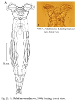 Philodina vorax