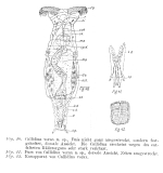 Philodina vorax