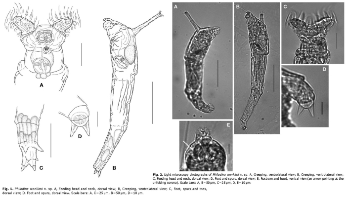 Philodina wonkimi - Original description image
