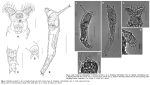 Philodina wonkimi